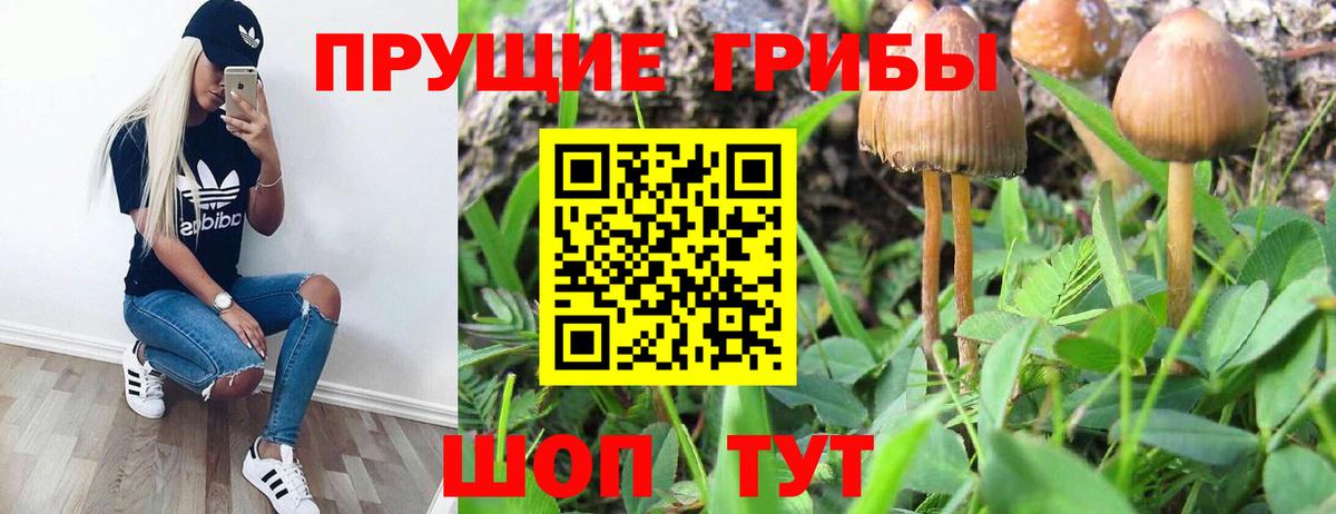 Псилоцибиновые грибы GOLDEN TEACHER  Вход с VPN  Стерлитамак 